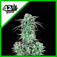 Strawberry Banana Auto -Fast Buds (X3/X1) - Miniatura 1