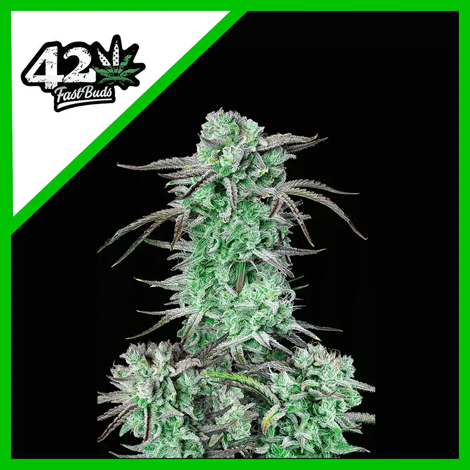 Strawberry Banana Auto -Fast Buds (X3/X1) 1