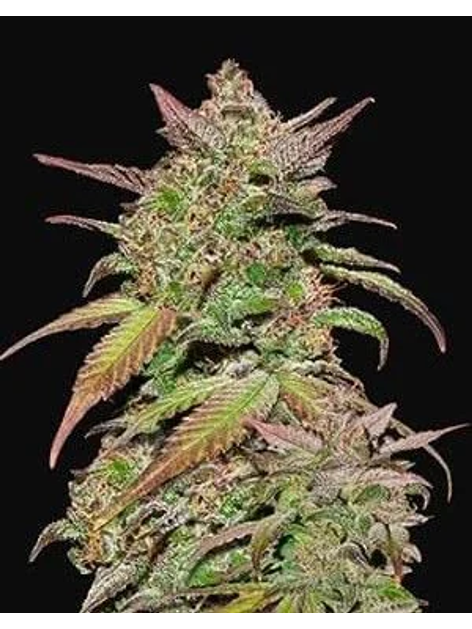 Smoothie Auto -Fast Buds (X3/X1) 1