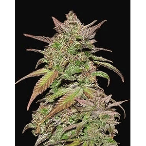 Smoothie Auto X3-Fast Buds