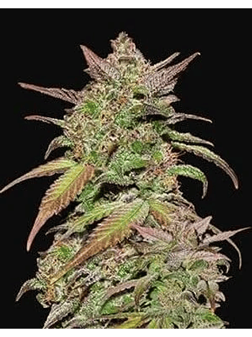 SMOOTHIE AUTO X3-FAST BUDS 1