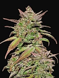 Smoothie Auto X3-Fast Buds - Miniatura 1