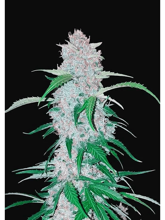 SIX SHOOTER  AUTO X1-FAST BUDS 1