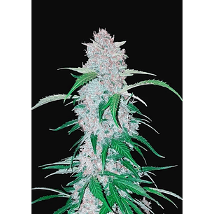 SIX SHOOTER  AUTO X3-FAST BUDS