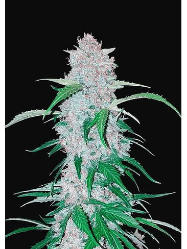 SIX SHOOTER  AUTO X3-FAST BUDS 1