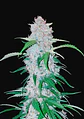 Six Shooter Auto -Fast Buds (X3/X1) - Miniatura 1