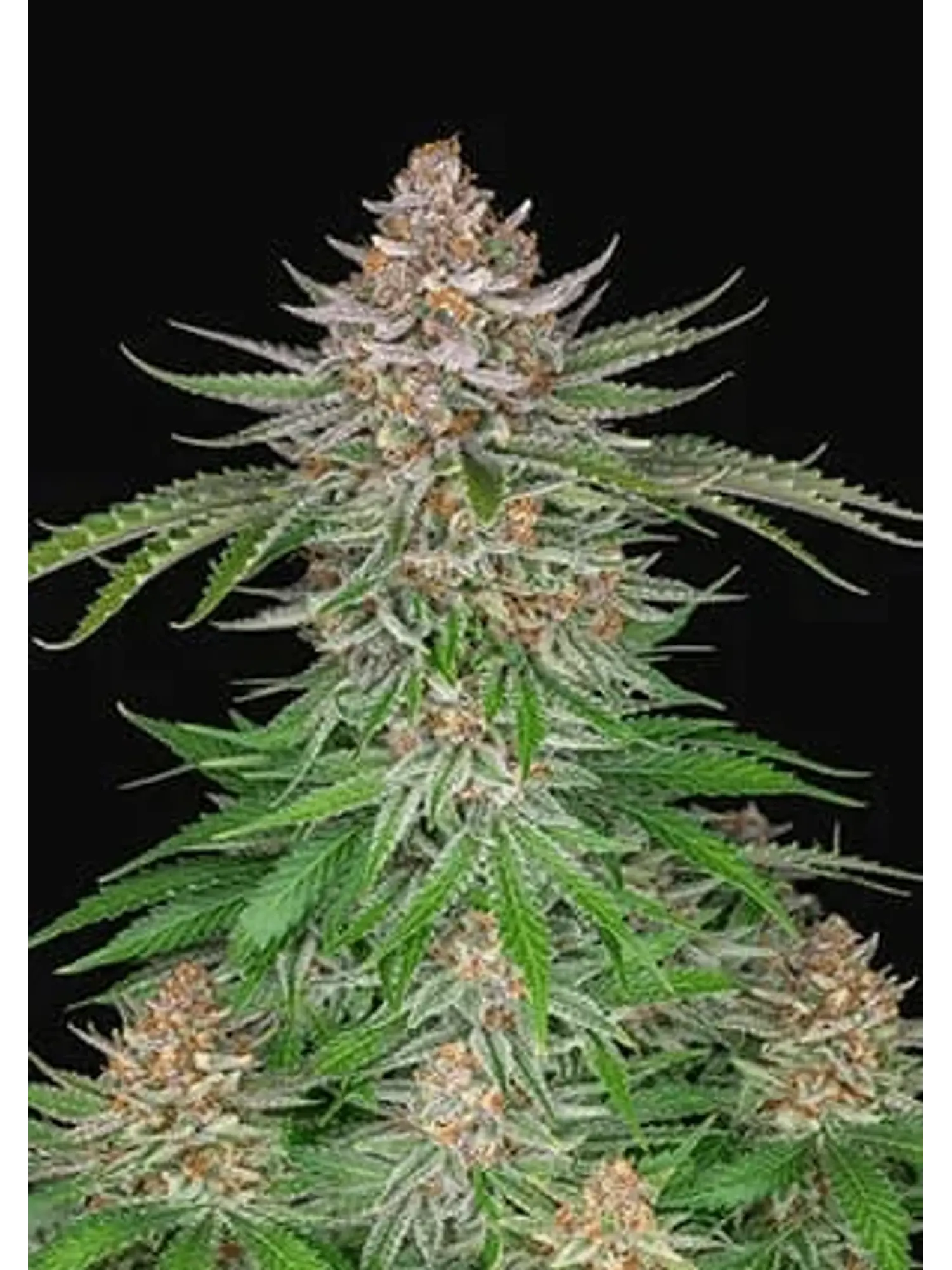 Strawberry Pie Auto X3-Fast Buds 1