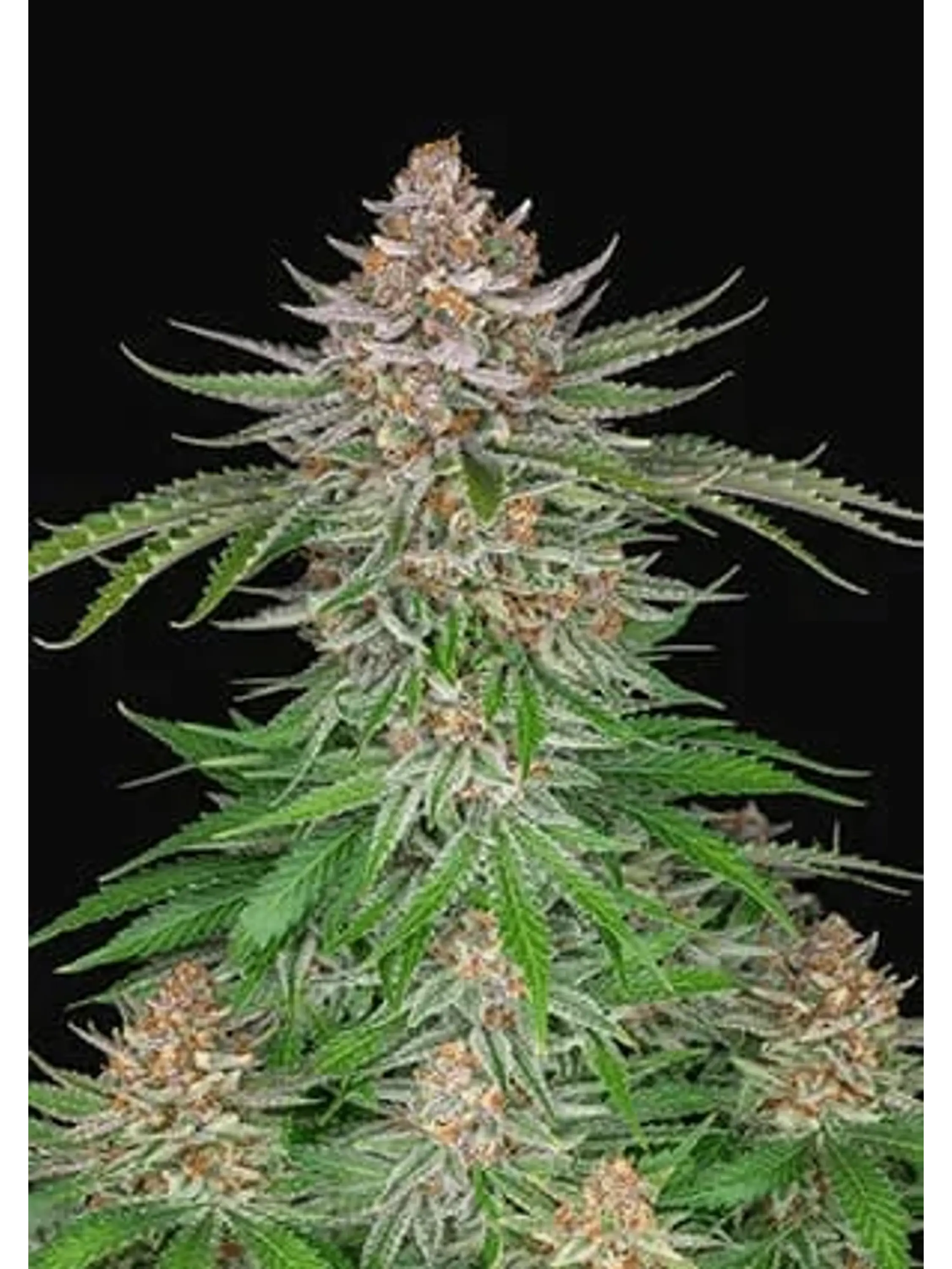 Strawberry Pie Auto X3-Fast Buds 1