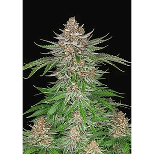 Strawberry Pie Auto X3-Fast Buds