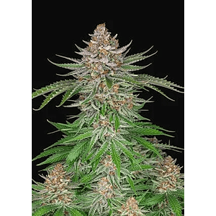 STRAWBERRY PIE AUTO X3-FAST BUDS