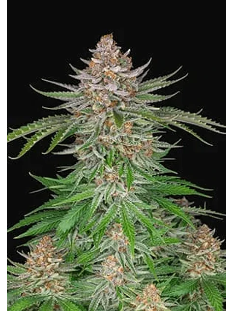 Strawberry Pie Auto X3-Fast Buds 1
