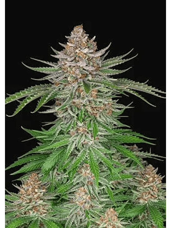 STRAWBERRY PIE AUTO X3-FAST BUDS 1