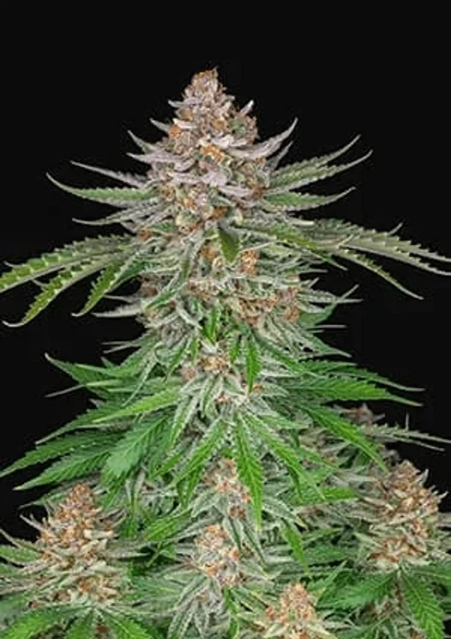 Strawberry Pie Auto X3-Fast Buds 1