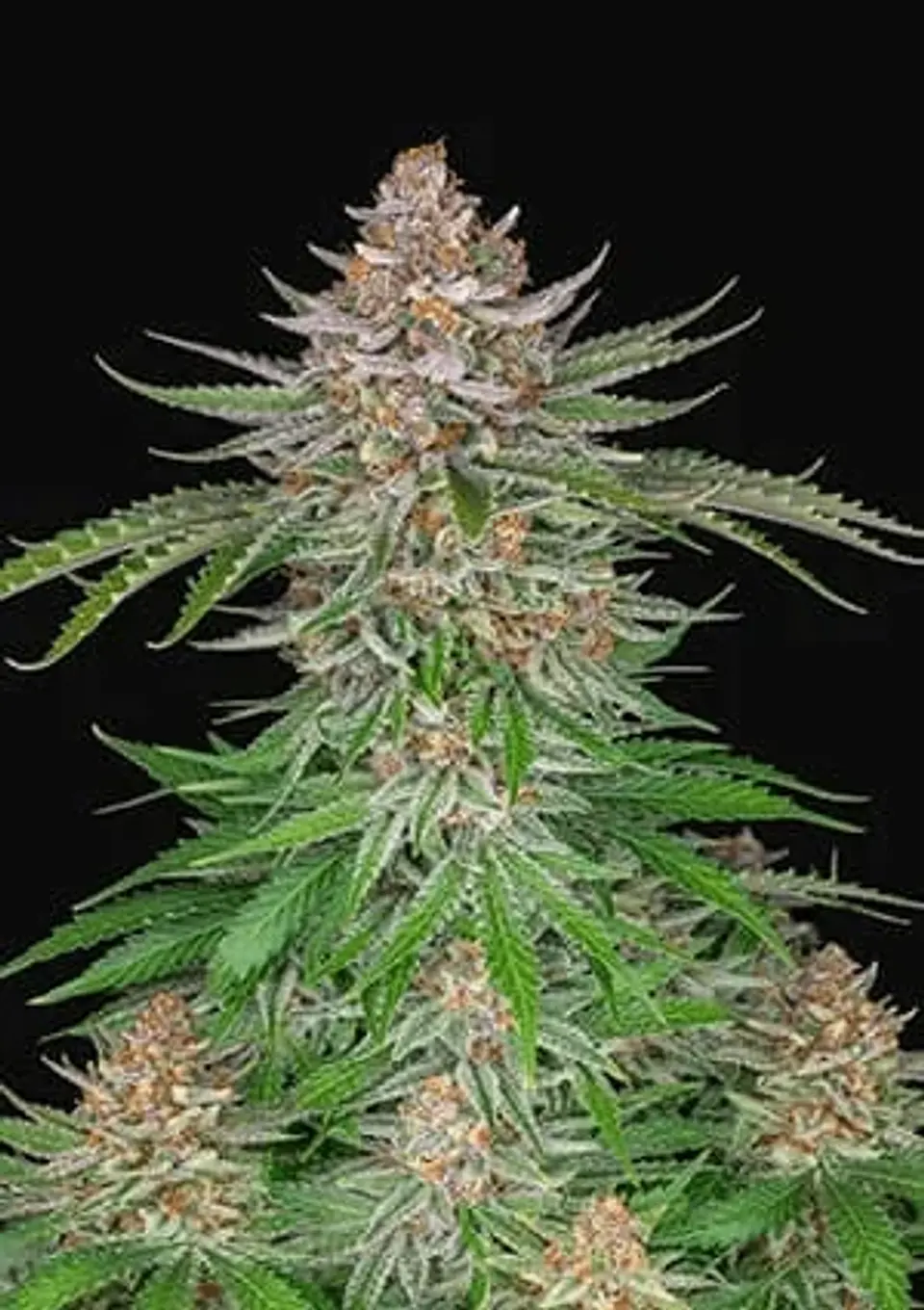 Strawberry Pie Auto X3-Fast Buds 1