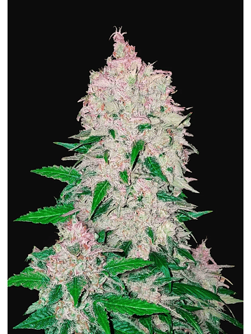 STARDAWG  AUTO X1-FAST BUDS 1