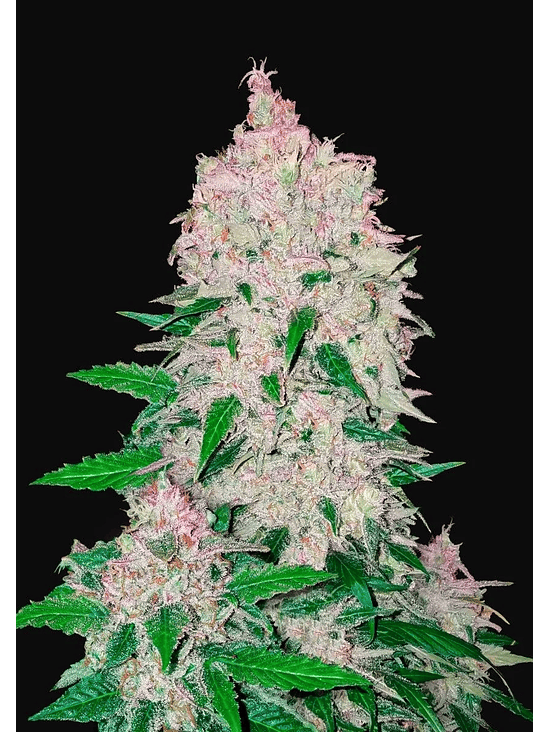 STARDAWG  AUTO X1-FAST BUDS 1