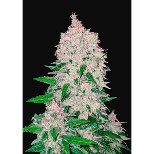 Stardawg  Auto X3-Fast Buds