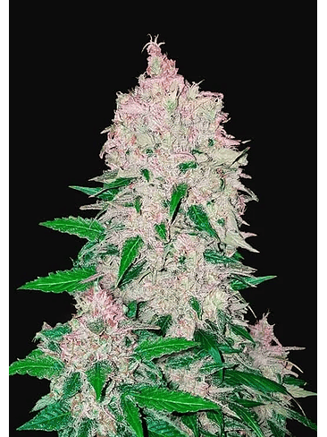 STARDAWG  AUTO X3-FAST BUDS 1