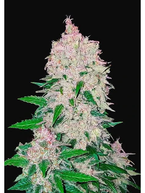 Stardawg Auto -Fast Buds (X3/X1) 1