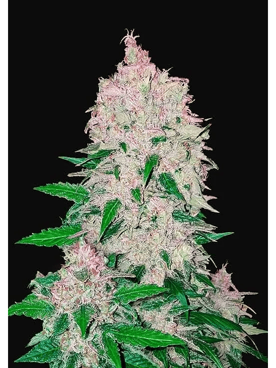 STARDAWG  AUTO X3-FAST BUDS 1