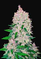 Stardawg Auto -Fast Buds (X3/X1) - Miniatura 1