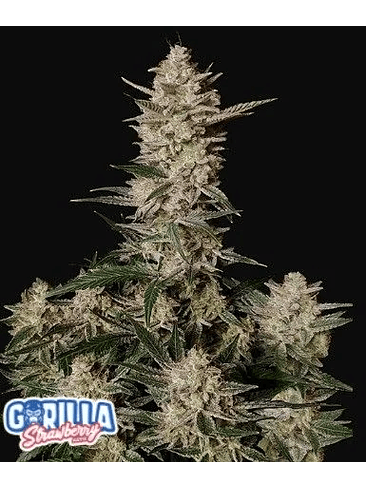 STRAWBERRY GORILLA AUTO X1-FAST BUDS 1