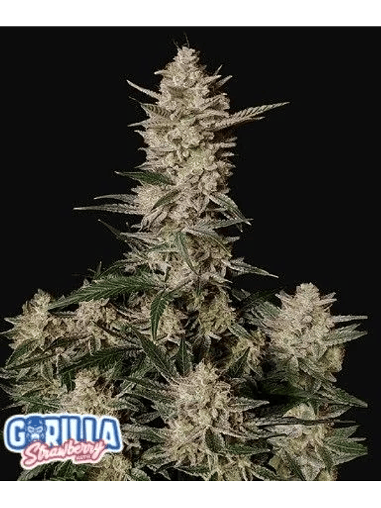 STRAWBERRY GORILLA AUTO X1-FAST BUDS 1