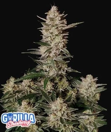 Strawberry Gorilla Auto -Fast Buds (X3/X1) 1