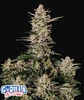 Strawberry Gorilla Auto -Fast Buds (X3/X1) - Miniatura 1