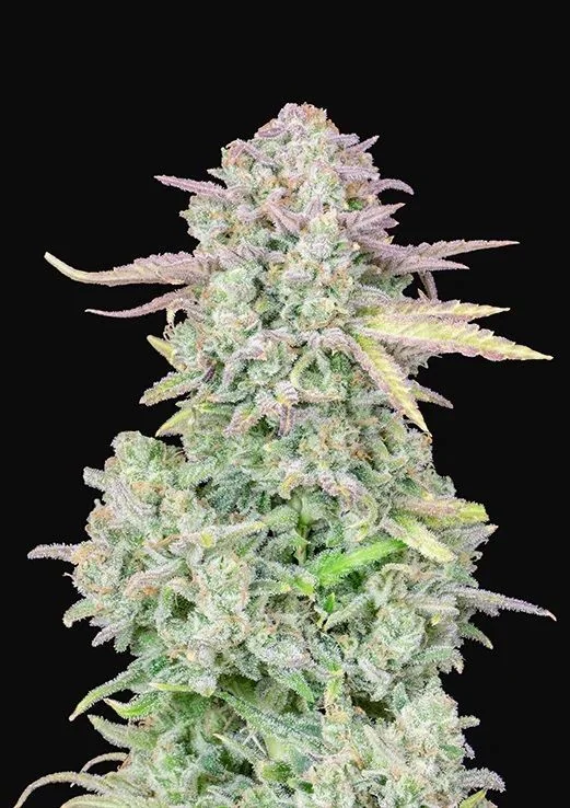 Original Trainwreck Auto X1-Fast Buds 1