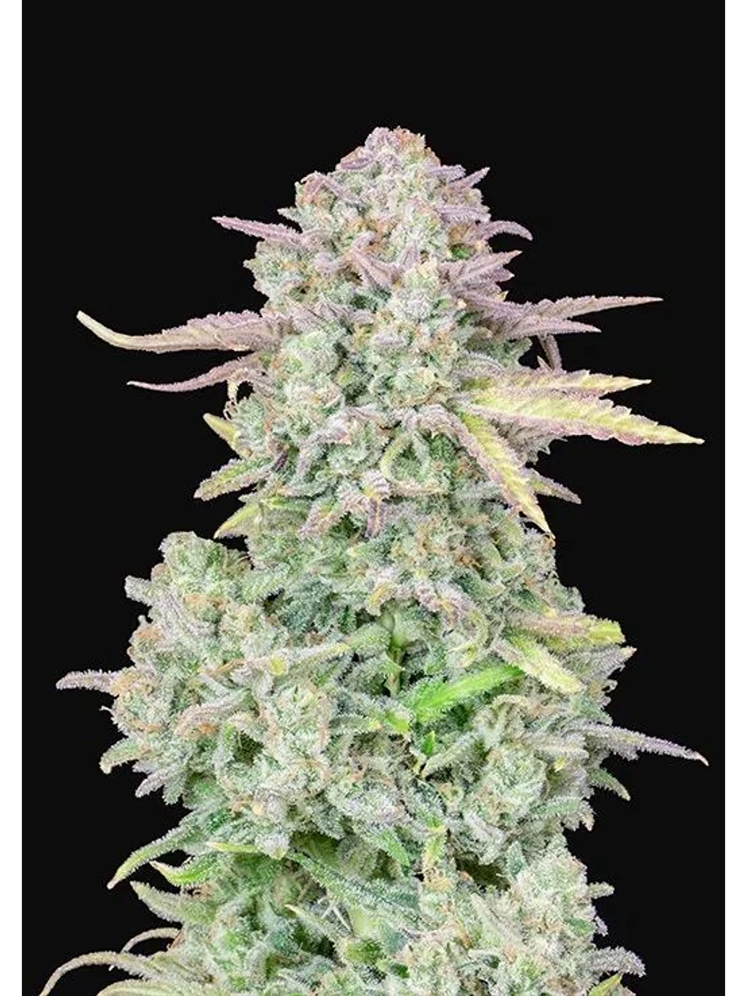 Original Trainwreck Auto X1-Fast Buds 1