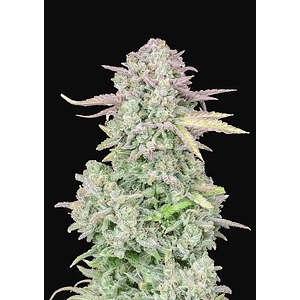 Original Trainwreck Auto X1-Fast Buds