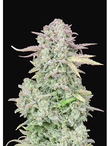 ORIGINAL TRAINWRECK AUTO X1-FAST BUDS 1