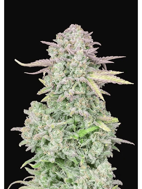 ORIGINAL TRAINWRECK AUTO X1-FAST BUDS 1