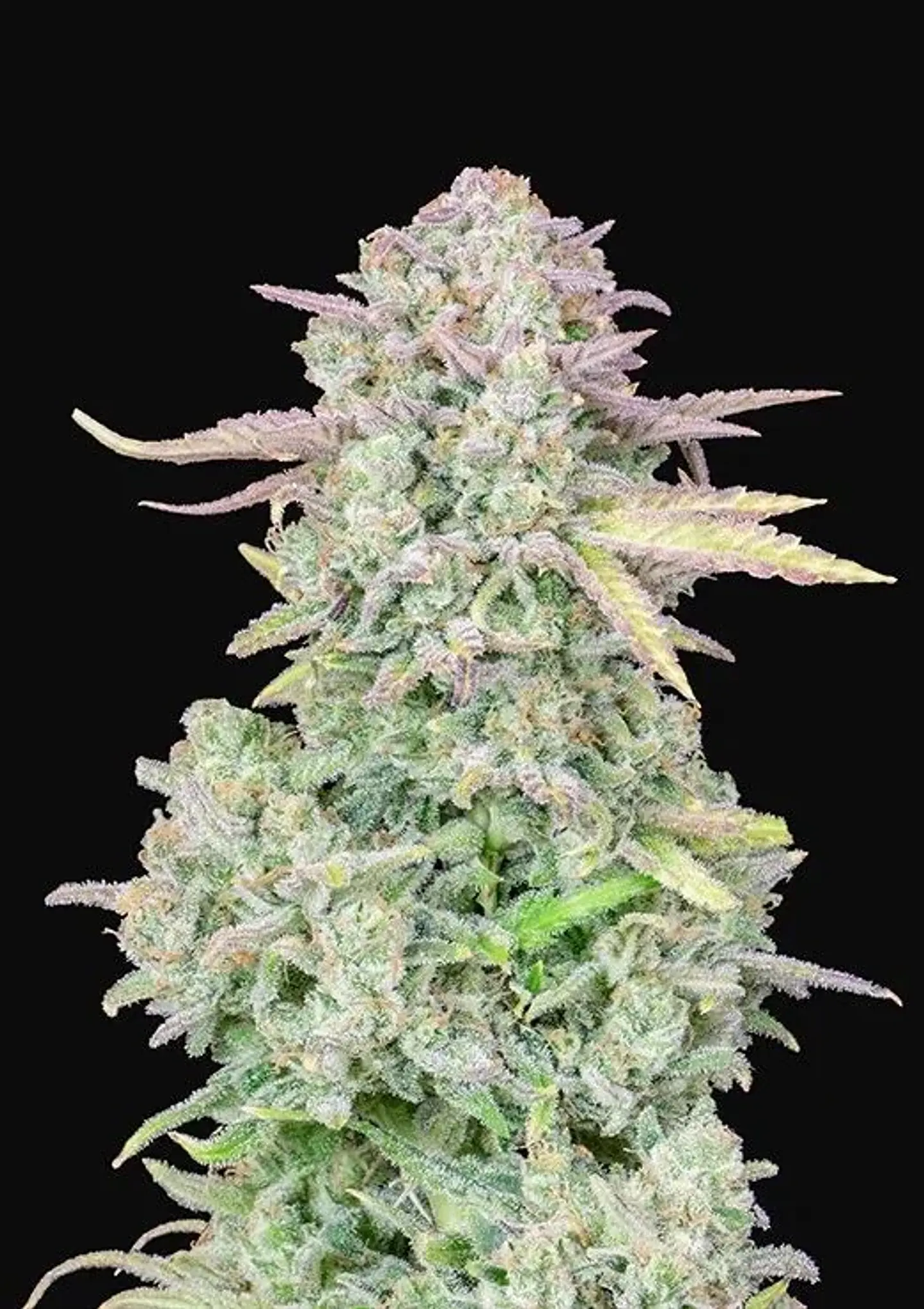 Original Trainwreck Auto X1-Fast Buds 1