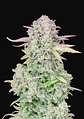 Original Trainwreck Auto X1-Fast Buds - Miniatura 1