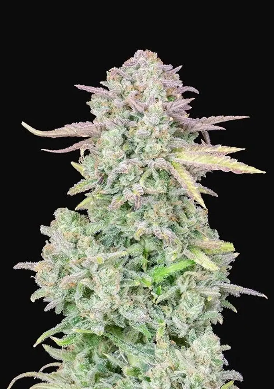 Original Trainwreck Auto X1-Fast Buds 1