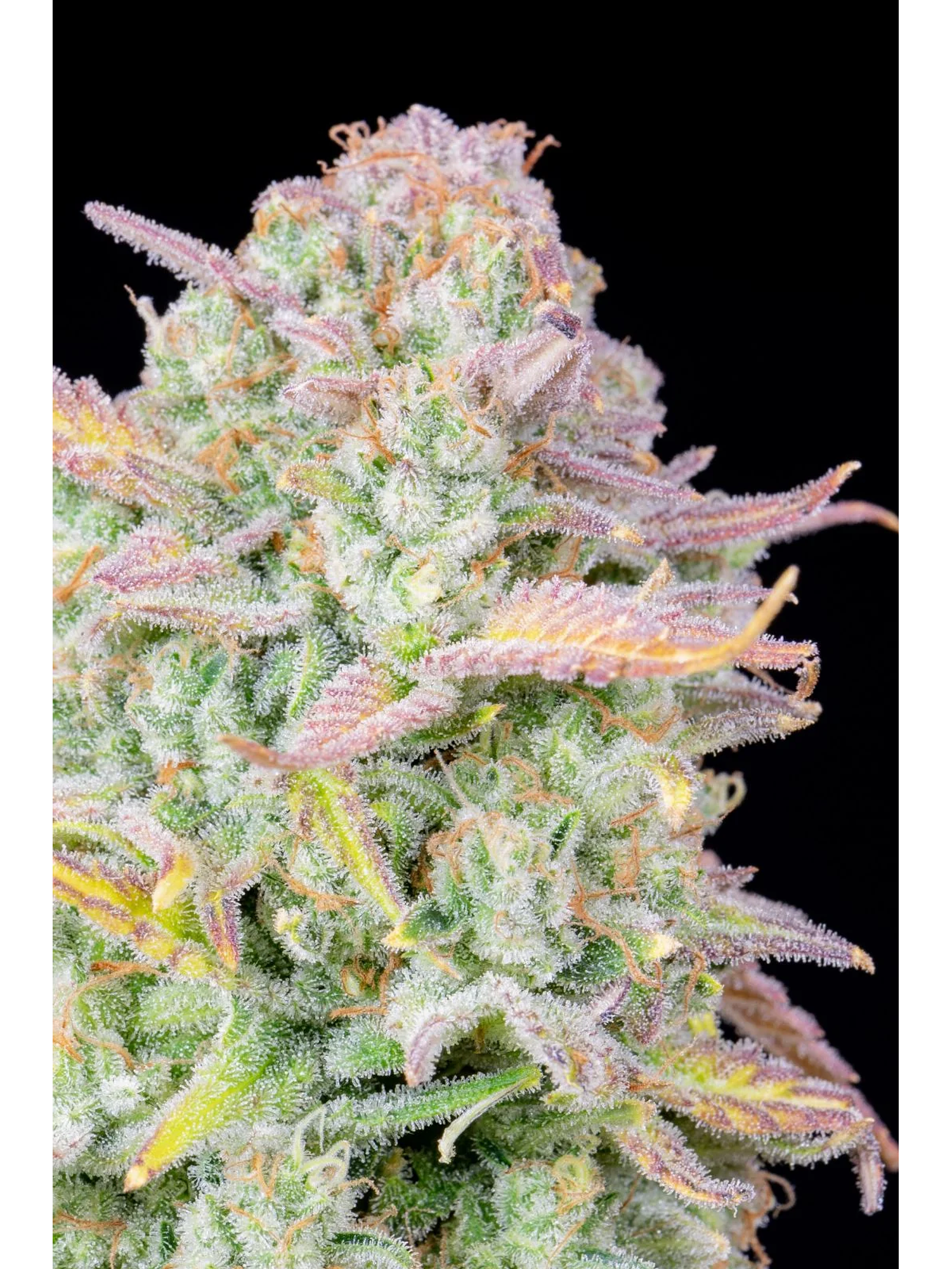 Original Trainwreck Auto X1-Fast Buds 2