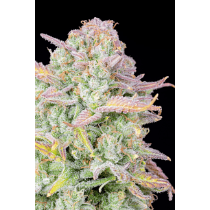 ORIGINAL TRAINWRECK AUTO X1-FAST BUDS