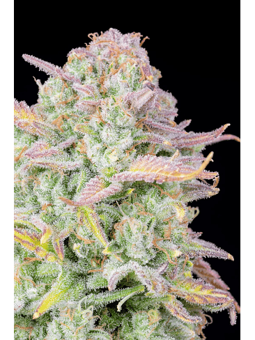 ORIGINAL TRAINWRECK AUTO X1-FAST BUDS 2