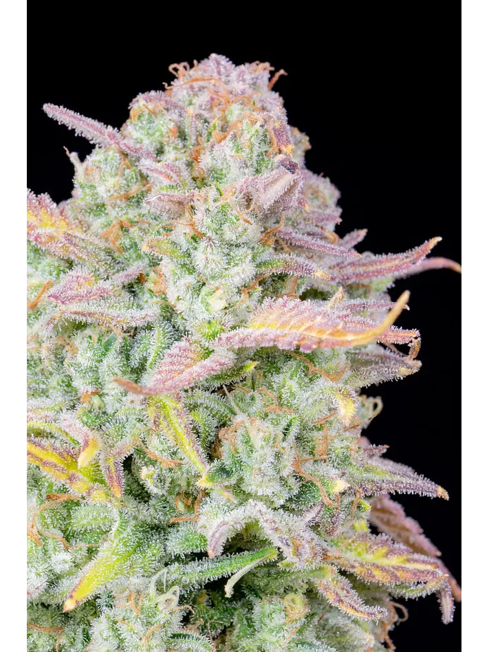 Original Trainwreck Auto X1-Fast Buds 2