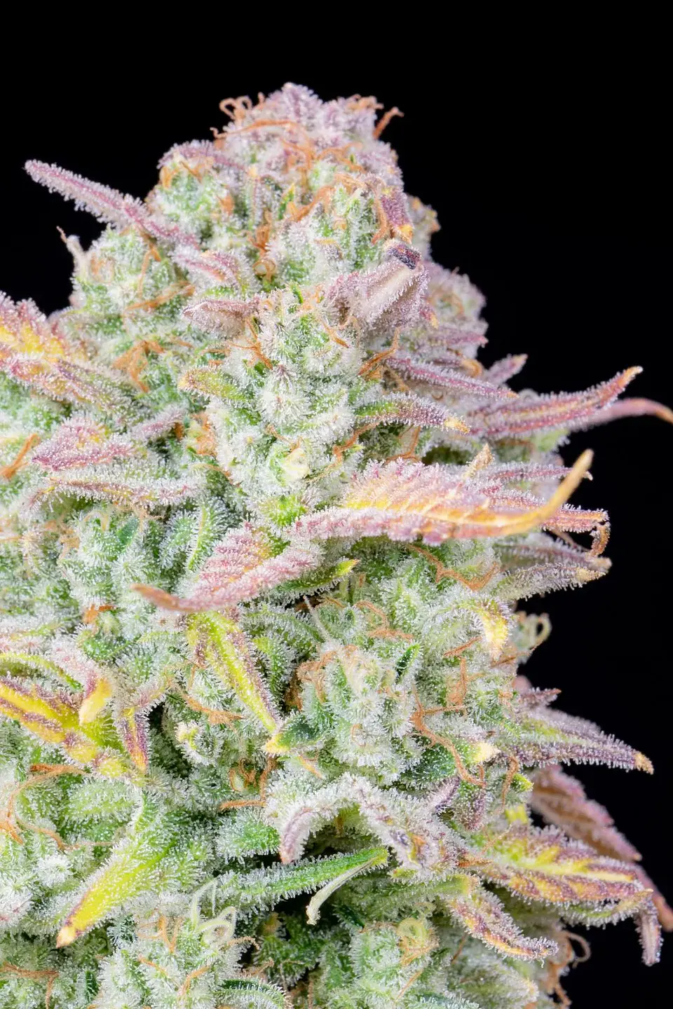Original Trainwreck Auto X1-Fast Buds 2