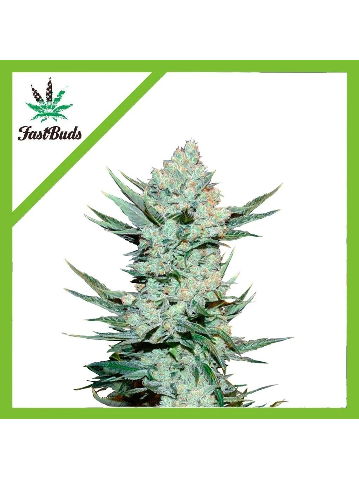 Tangie Matic Auto -Fast Buds (X5/X3/X1) 1