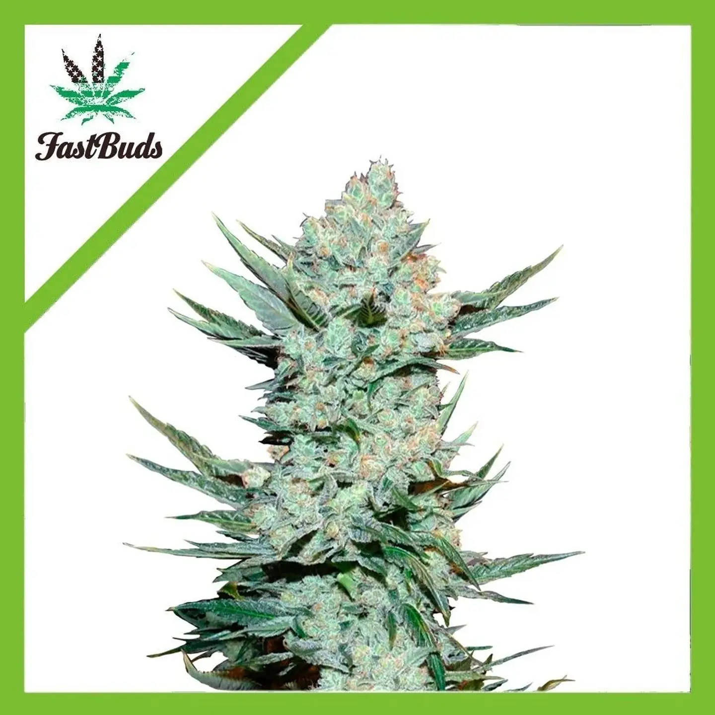 Tangie Matic Auto -Fast Buds (X5/X3/X1) 1