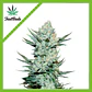 Tangie Matic Auto -Fast Buds (X5/X3/X1) - Miniatura 1