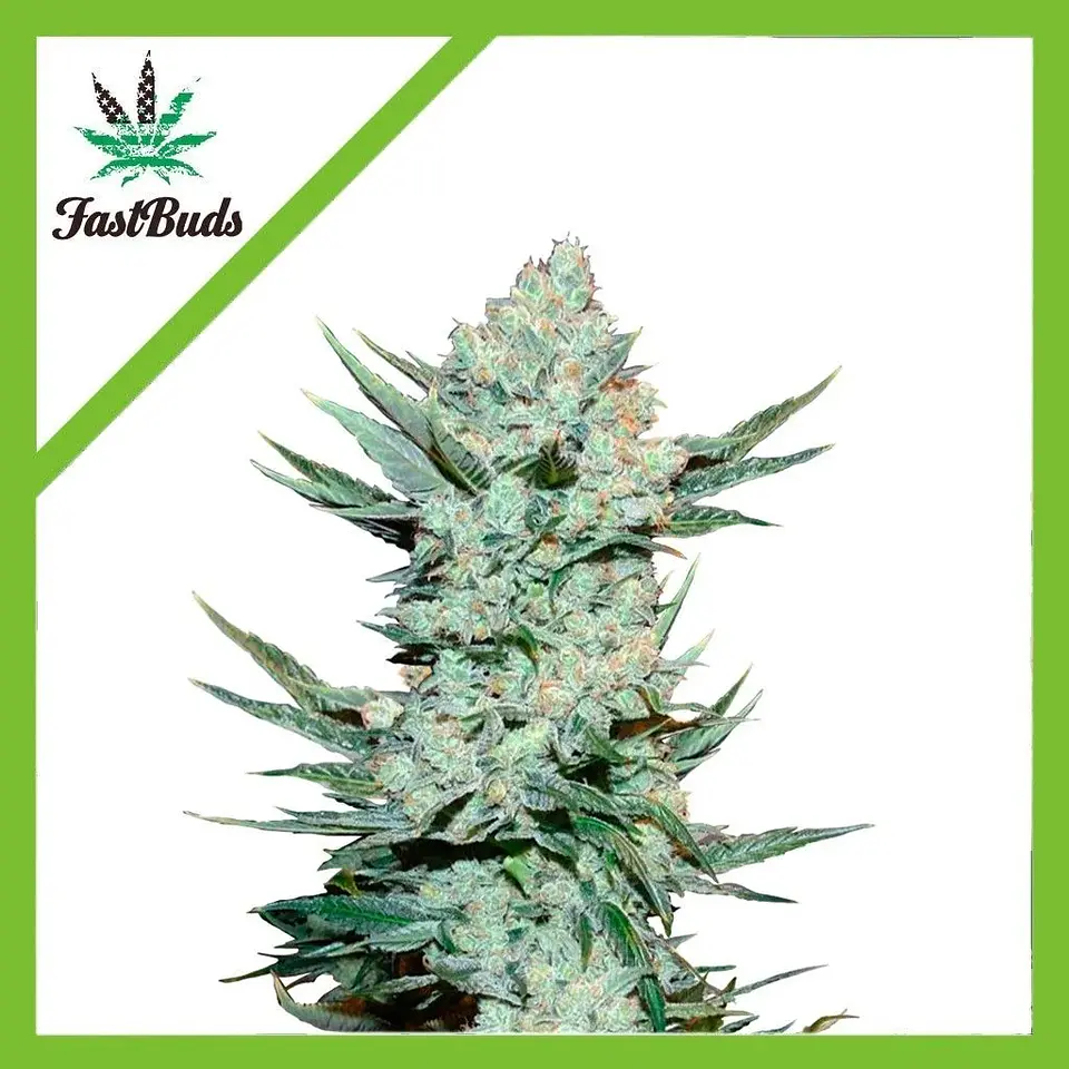 Tangie Matic Auto -Fast Buds (X5/X3/X1) 1