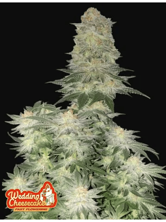 WEDDING CHEESECAKE FAST FLOWERING X3-FAST BUDS 1
