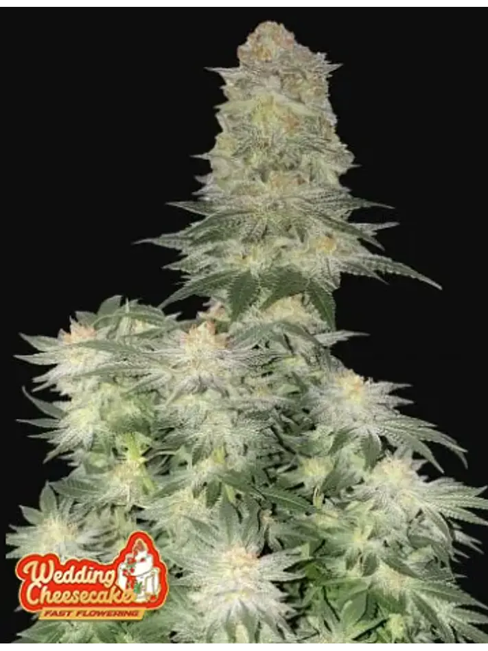 Wedding Cheesecake Fast Flowering X3-Fast Buds 1