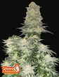 Wedding Cheesecake Fast Flowering (X3/ X3+2)-Fast Buds - Miniatura 1