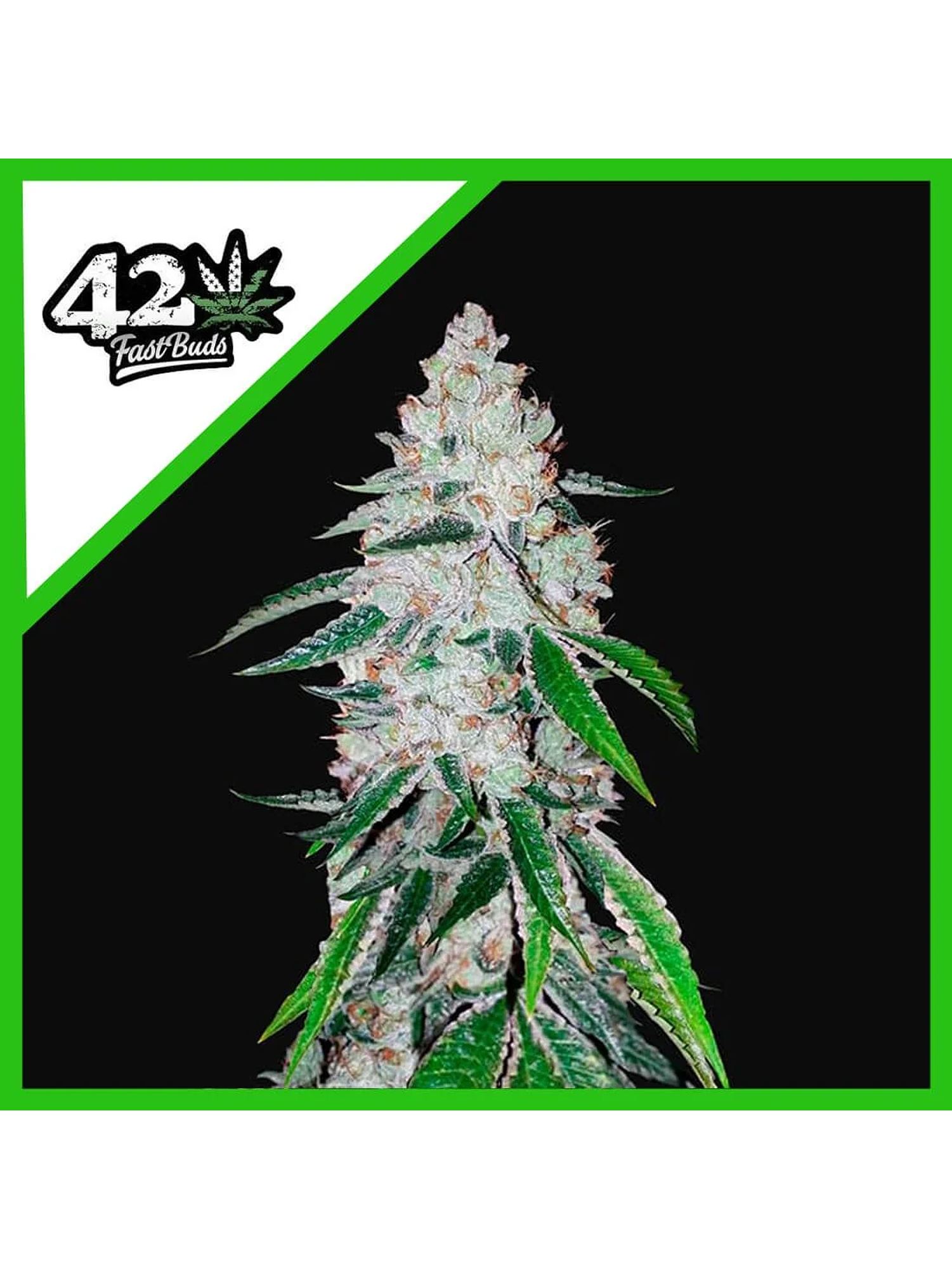 West Coast Og Auto -Fast Buds (X3/X1) 1